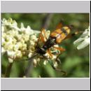 Strangalia attenuata - Bockkaefer 05.jpg